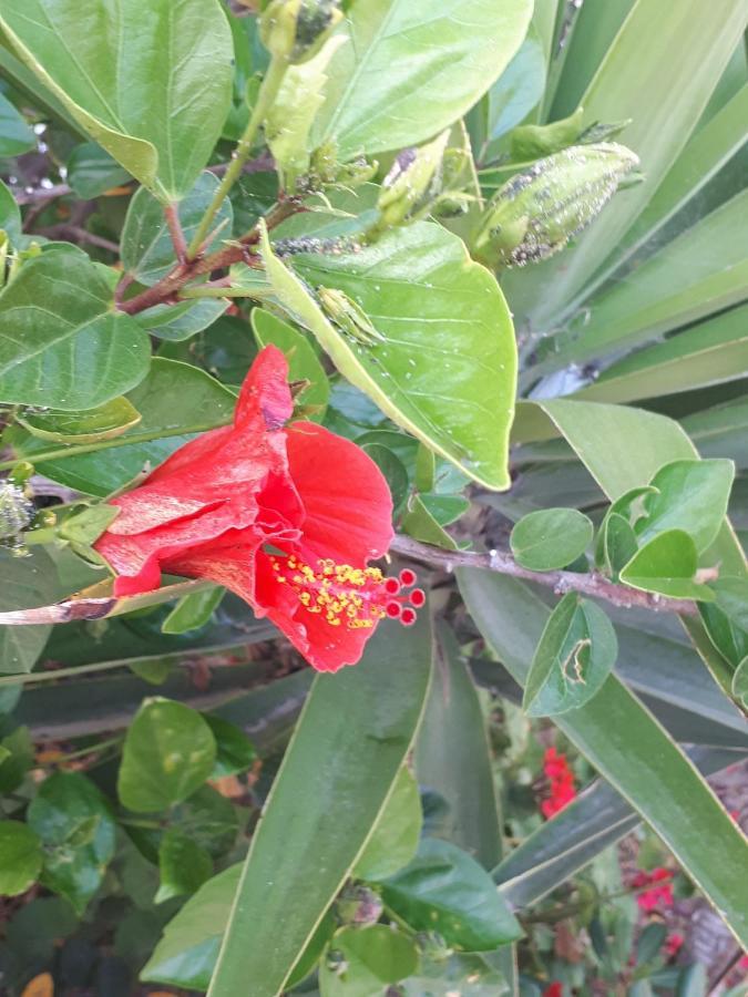 The Jasmine House Hotel Olvera Luaran gambar